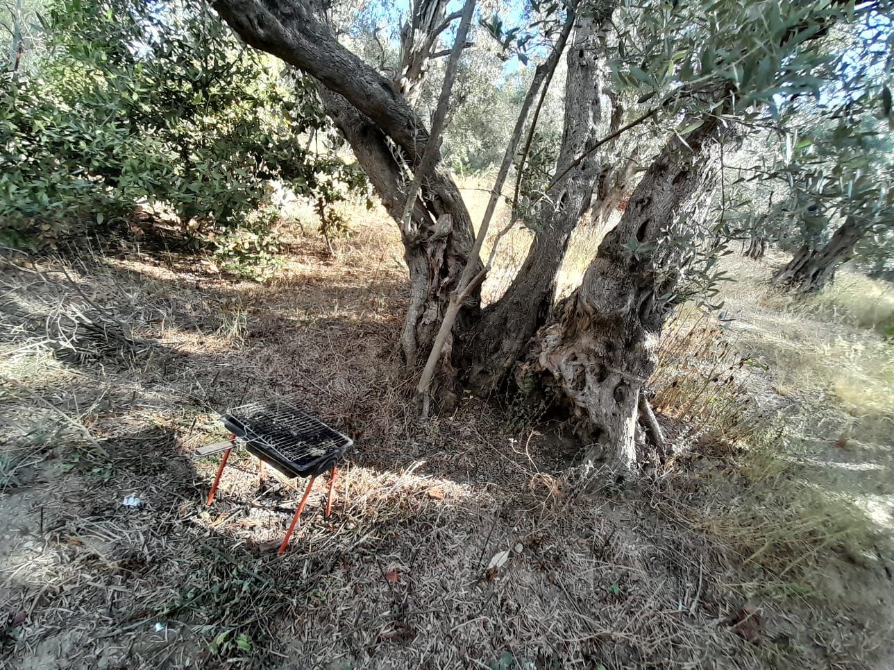 Rensa Gayrimenkul’den Balıkesir Edincik’te 2290 m2 Zeytinlik Arsa Satılık