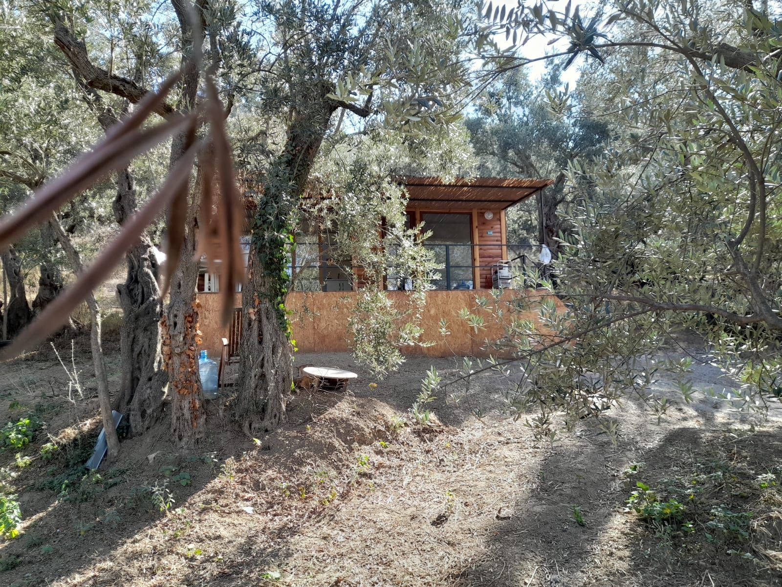 Rensa Gayrimenkul’den Balıkesir Edincik’te 2290 m2 Zeytinlik Arsa Satılık