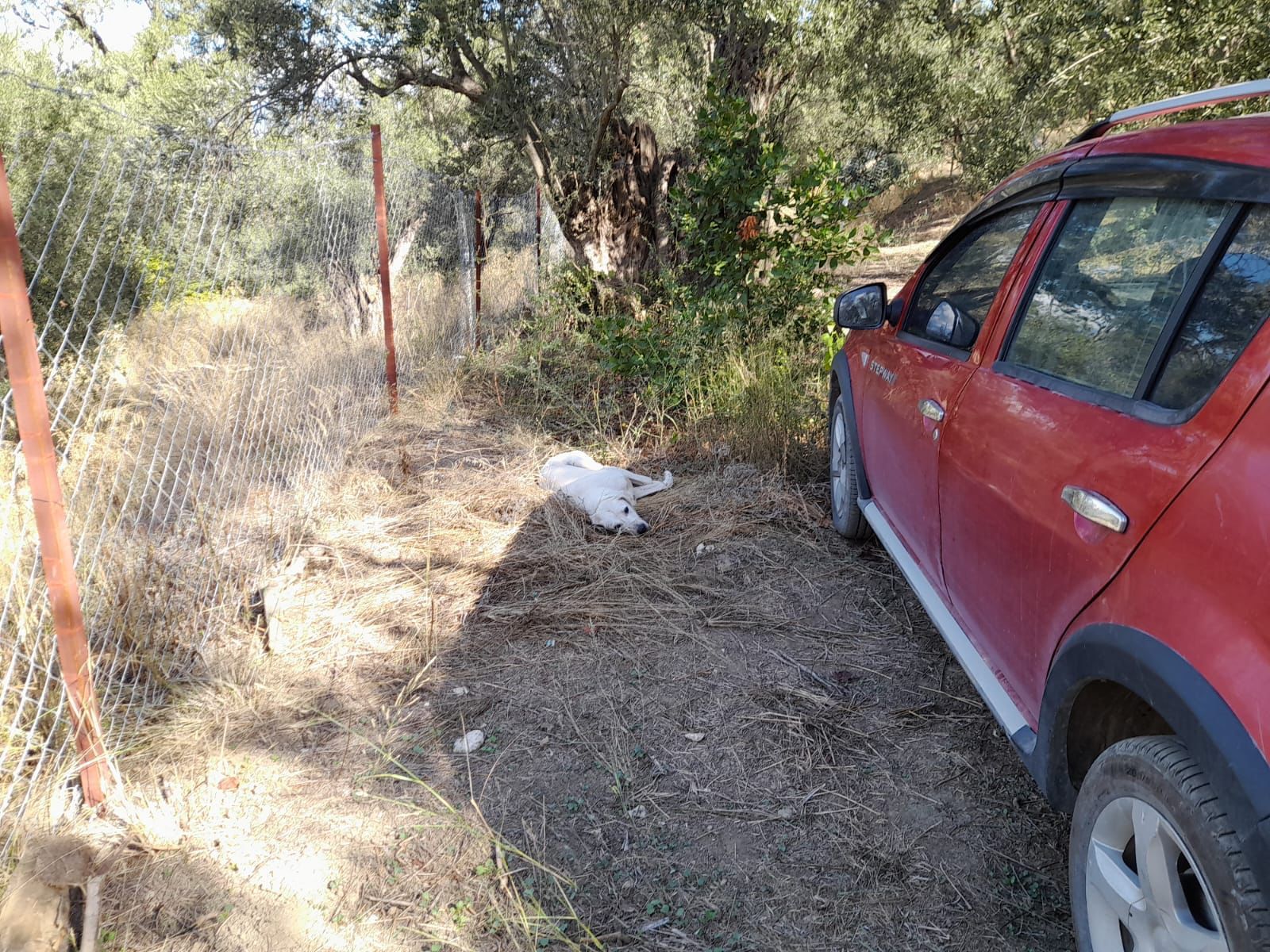Rensa Gayrimenkul’den Balıkesir Edincik’te 2290 m2 Zeytinlik Arsa Satılık
