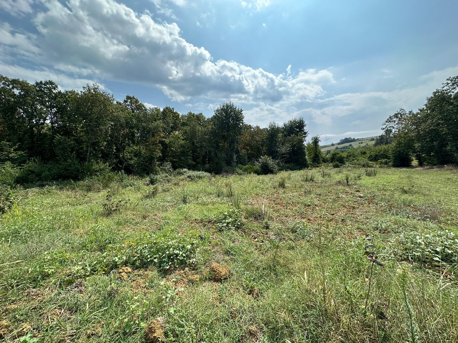 Kocaeli İzmit Ambarcı’da 4000 m2 Satılık Fındıklık